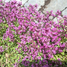 Krybende smalbladet Timian Red Carpet - Thymus praecox Red Carpet
