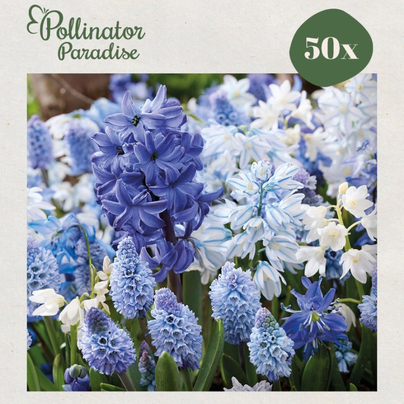 Blomsterløgsmix, Morning Sky - Pollinator Paradise