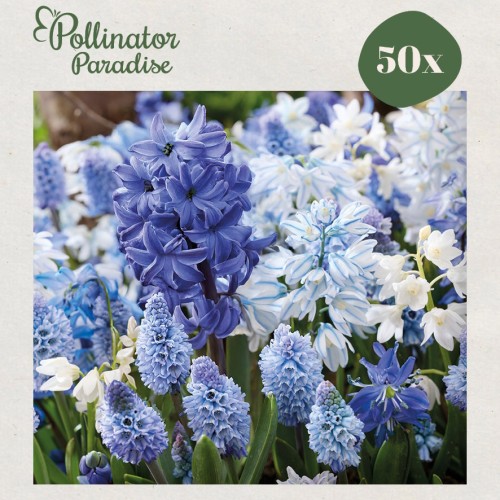 Blomsterløgsmix, Morning Sky - Pollinator Paradise