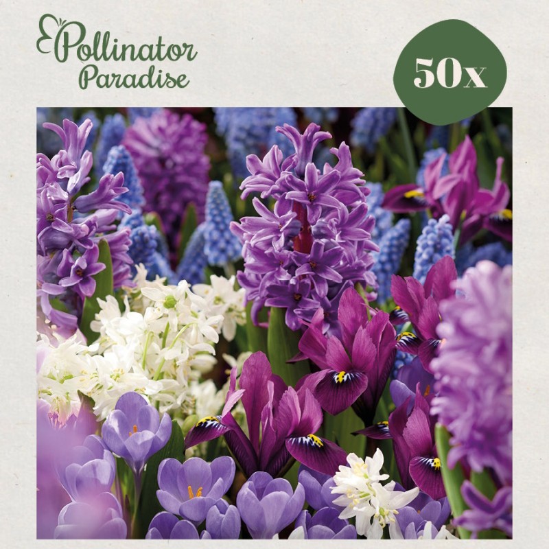 Blomsterløgsmix, Wild Whispers - Pollinator Paradise
