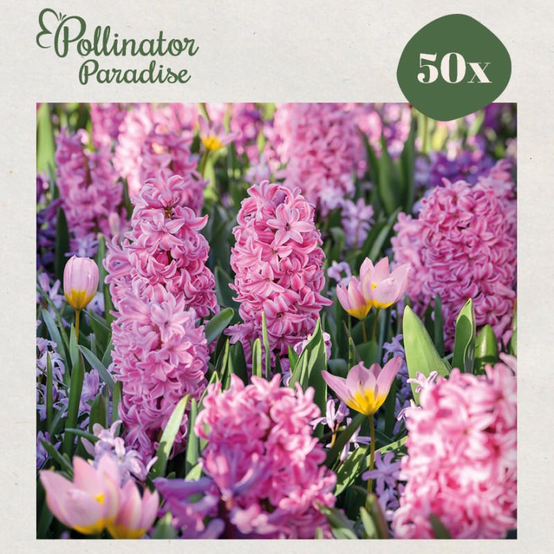 Blomsterløgsmix, Sweet Romance - Pollinator Paradise