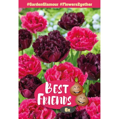 Blomsterløg mix - Garden Glamour, Best Friends 6 løg