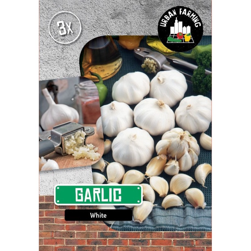 Hvidløg - Sætteløg 3 løg, Urban Farming