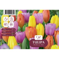 Tulipanløg mix - Tropical...