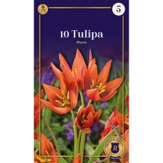 Botanisk Tulipanløg - Mara,...