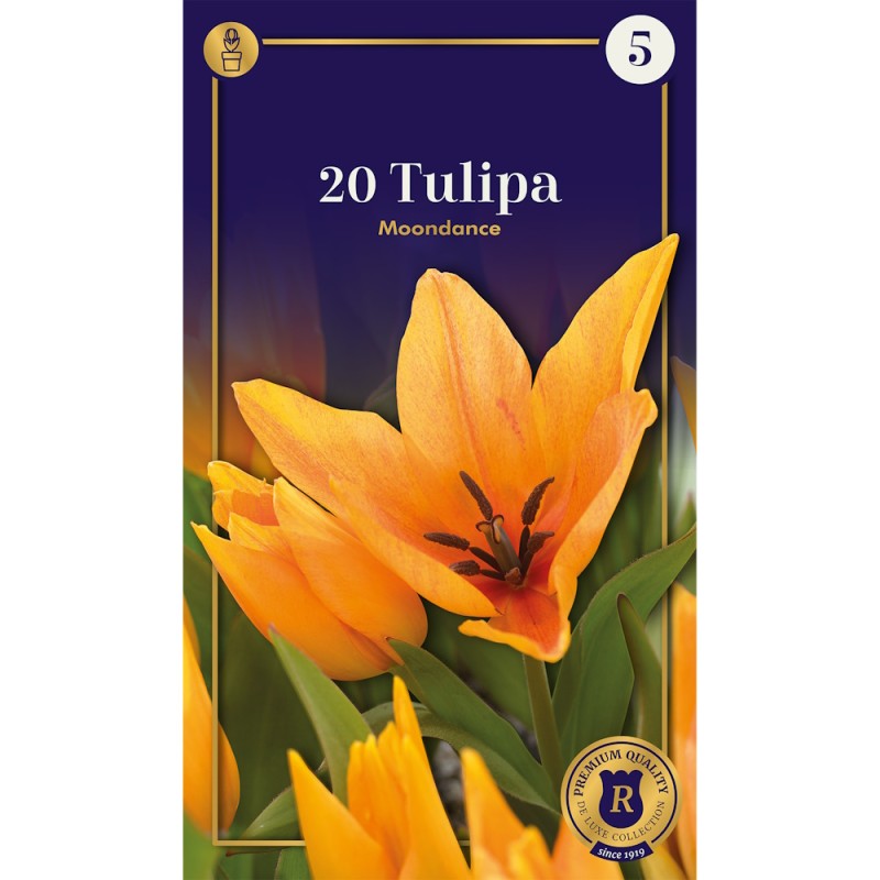 Botanisk Tulipanløg - Moondance, Supreme 20 Løg