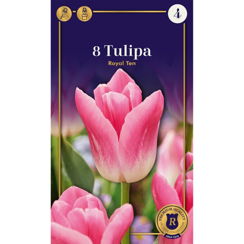 Tulipanløg - Royal Ten, Supreme 8 Løg