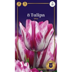 Tulipanløg - Ohio, Supreme 8 Løg
