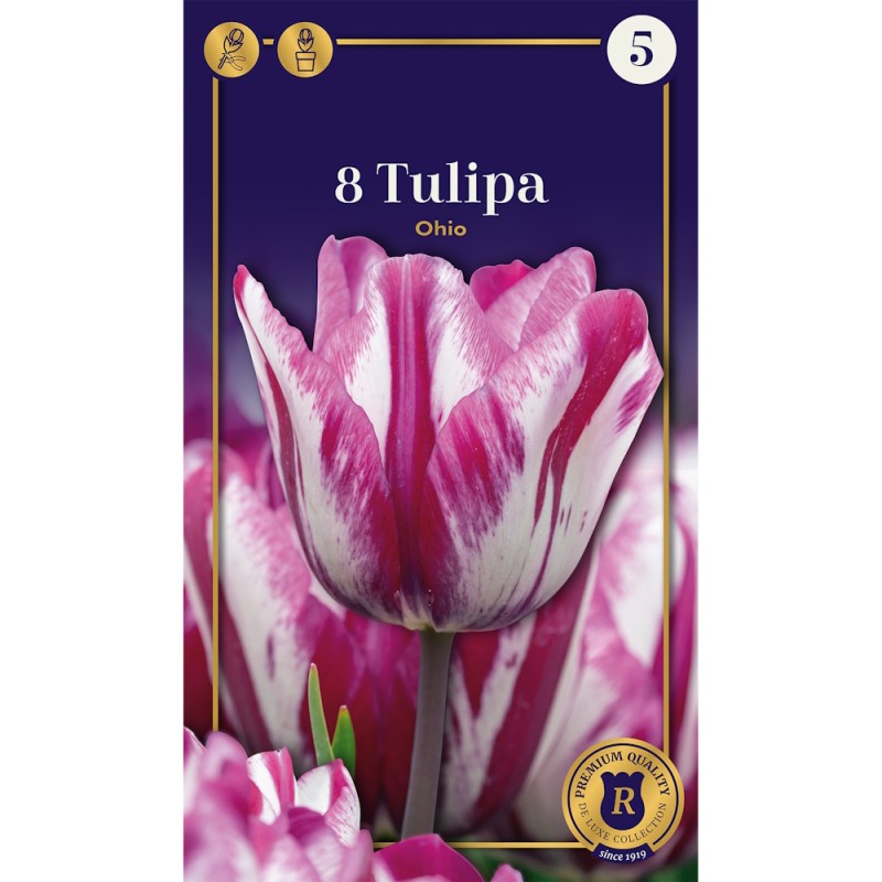 Tulipanløg - Ohio, Supreme 8 Løg