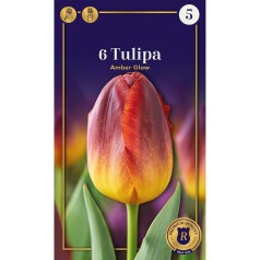Tulipanløg - Amber Glow, Supreme 6 Løg