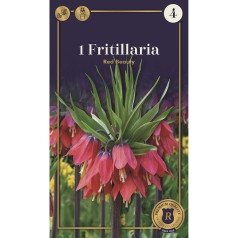 Kejserkrone / Fritillaria Red Beauty, Supreme 1 løg