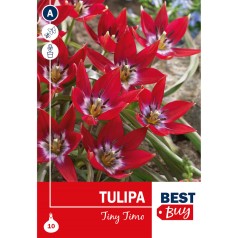Tulipanløg - Tiny Timo, Best Buy 10 Løg