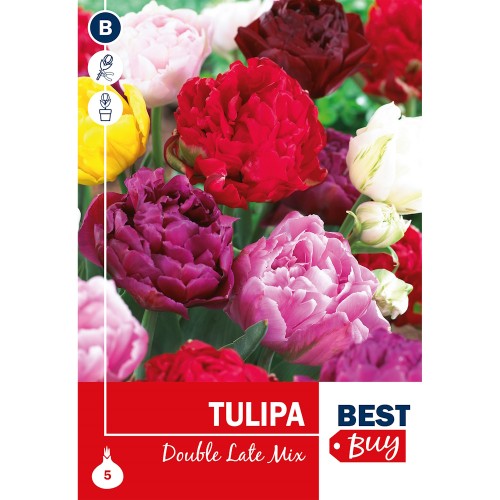 Tulipanløg mix - Double Late mix, Best Buy 5 Løg