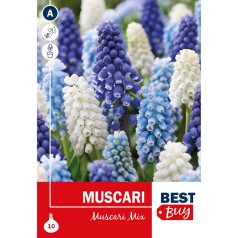 Perlehyacint mix - Muscari mix, Best Buy 10 løg