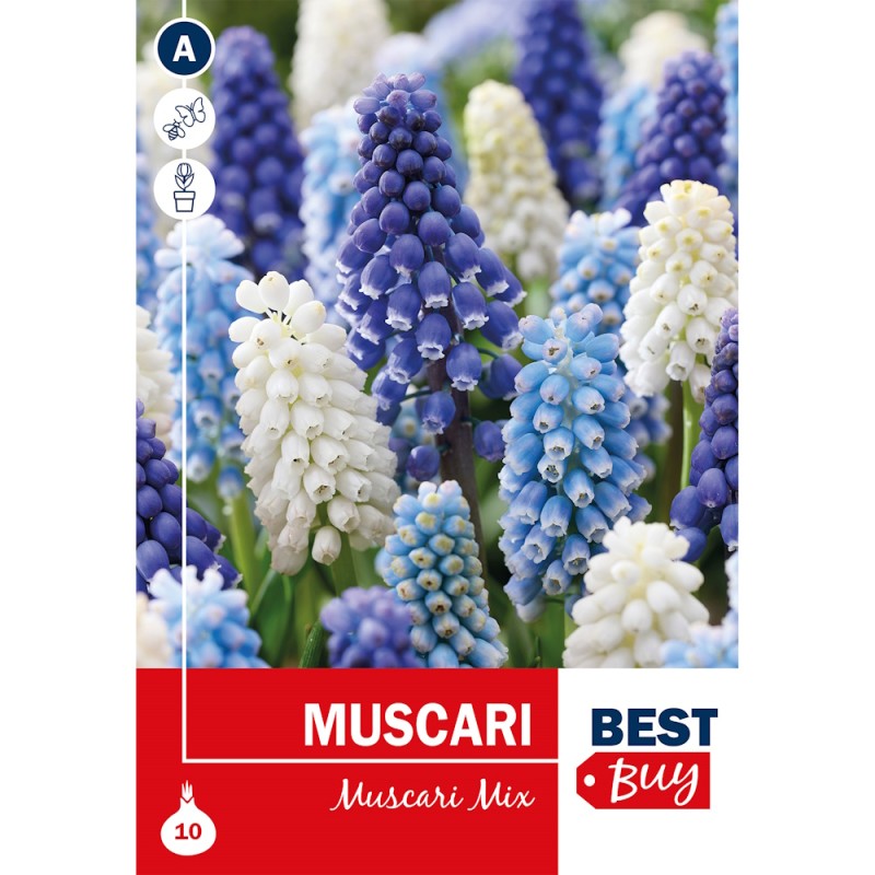 Perlehyacint mix - Muscari mix, Best Buy 10 løg