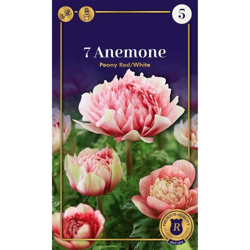 Anemone Peony Red-White - 7 løg