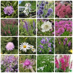 Biodiversitetsbed -...