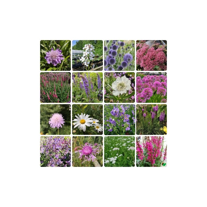 Biodiversitetsbed - Stauder, der tiltrækker bier og sommerfugle - 5 m² Færdigbed - Indeholder 16 Varianter
