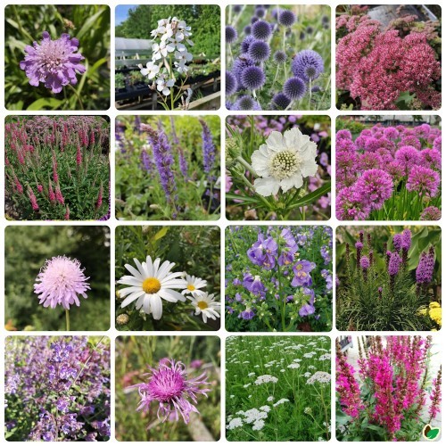 Biodiversitetsbed - Stauder, der tiltrækker bier og sommerfugle - 5 m² Færdigbed - Indeholder 16 Varianter
