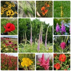 Farverigt staudebed - Et...