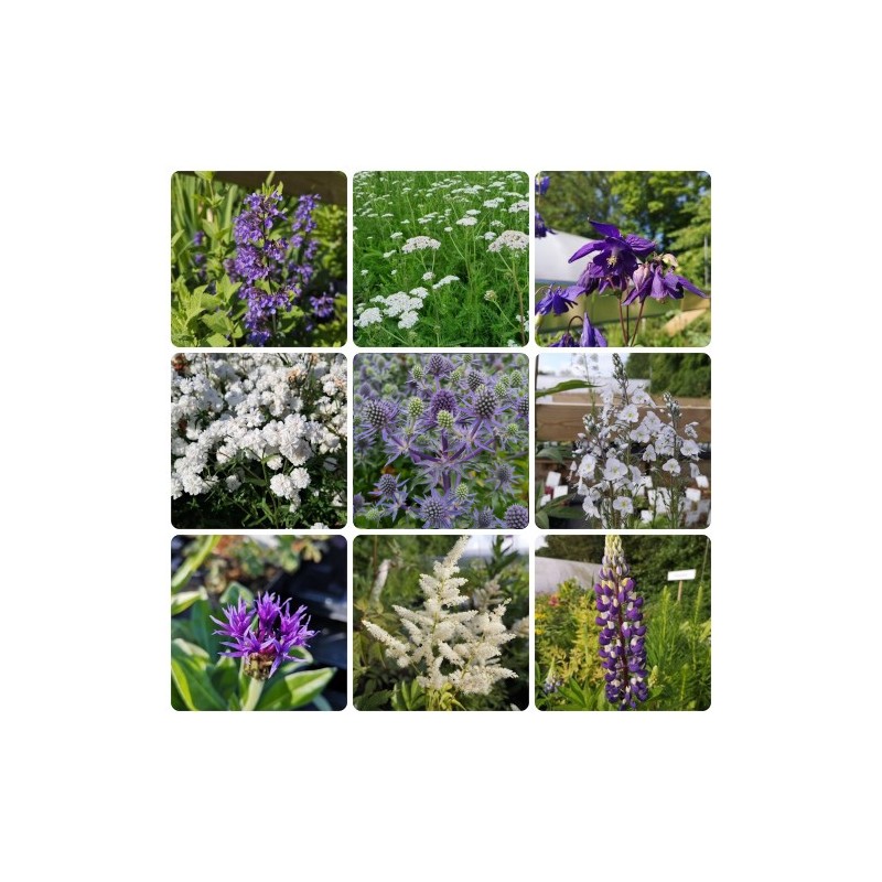 Staudebed til afskæring - Hvide og blå blomster til buketter - 5 m² Færdigbed - Indeholder 10 Varianter