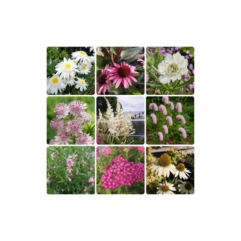 Staudebed til afskæring - Hvide og lyserøde blomster - 5 m² Færdigbed - Indeholder 10 Varianter