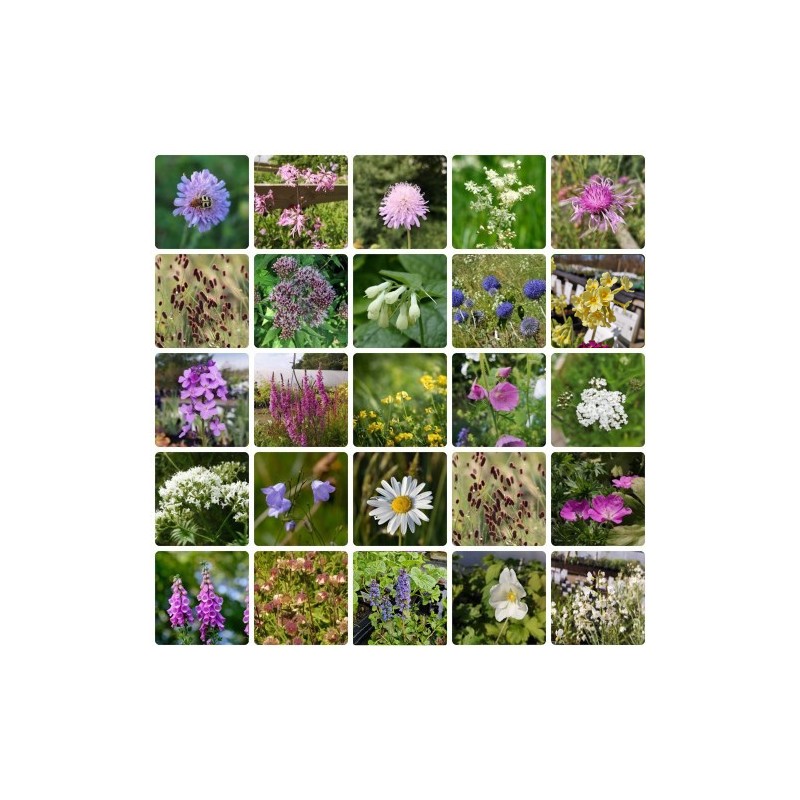 Hjemmehørende staudebed - Naturlige planter til haven - 10 m² Færdigbed - Indeholder 24 Varianter