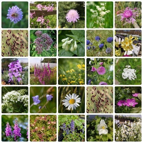 Hjemmehørende staudebed - Naturlige planter til haven - 10 m² Færdigbed - Indeholder 24 Varianter