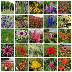 Farverigt staudebed -...
