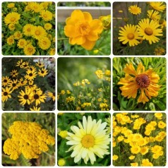 Biodiversitetsbed - Gule...