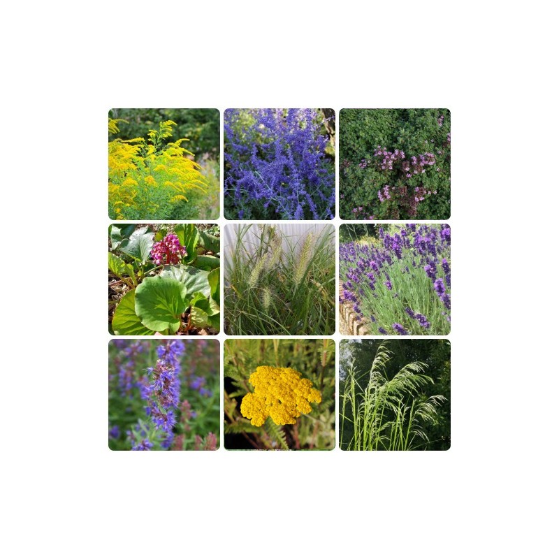 Sommerhusbed med tørketolerante planter - 5 m² Færdigbed - Indeholder 9 Varianter