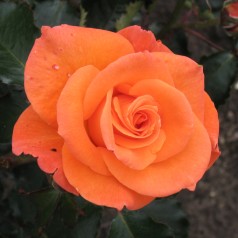 Rose Gavnø - Buketrose