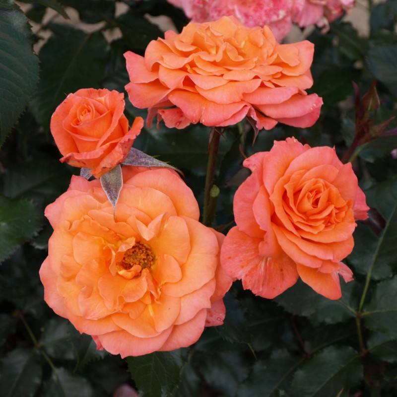 Rose Gavnø - Buketrose