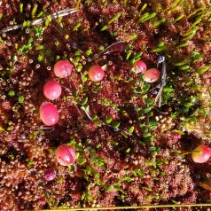 Almindelig tranebær - Vaccinium oxycoccus