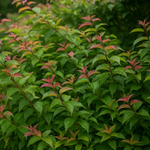 Diervilla Dise 20-40 cm. - Bundt med 10 stk. barrodsplanter - Diervilla sessilifolia Dise