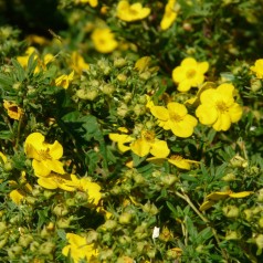 Buskpotentil Goldfinger Hækplanter  40-60 cm. - Bundt med 10 stk. barrodsplanter - Potentilla fruticosa Goldfinger