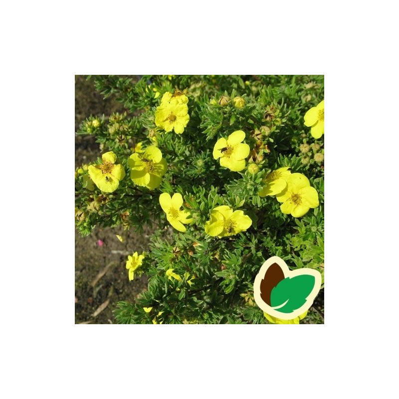 Buskpotentil Kobolt 30-50 cm. - Bundt med 10 stk. barrodsplanter - Potentilla fruticosa Kobolt