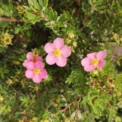 Buskpotentil Lovely Pink Hækplanter 20-40 cm. - Bundt med 10 stk. barrodsplanter - Potentilla fruticosa Lovely Pink
