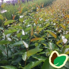 Vestamerikansk Balsampoppel 60-100 cm. - Bundt med 10 stk. barrodsplanter - Populus trichocarpa Op42 _