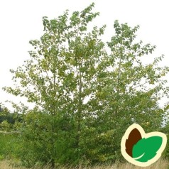 Vestamerikansk Balsampoppel 60-100 cm. - Bundt med 10 stk. barrodsplanter - Populus trichocarpa Op42 _