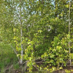 Vestamerikansk Balsampoppel 100-140 cm. - Bundt med 10 stk. barrodsplanter - Populus trichocarpa Op42
