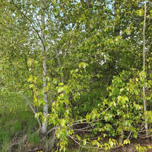 Vestamerikansk Balsampoppel 100-140 cm. - Bundt med 10 stk. barrodsplanter - Populus trichocarpa Op42