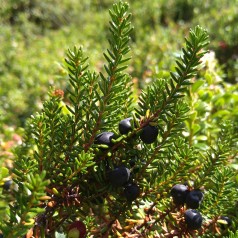 Revling / Sortebær - Empetrum nigrum