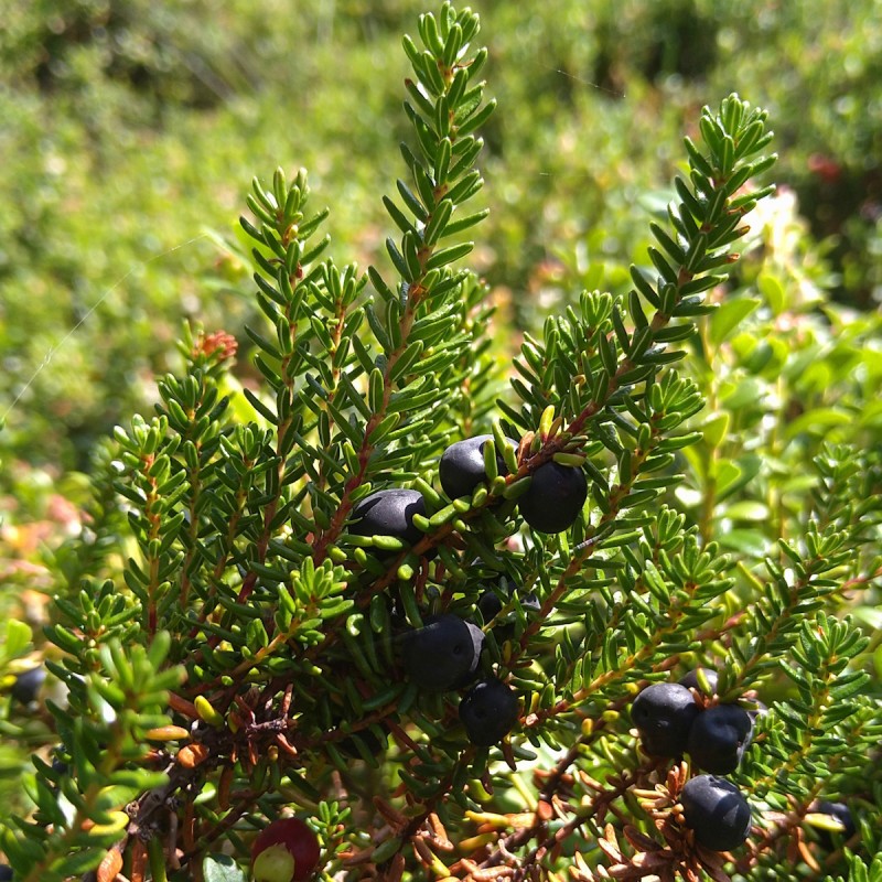 Revling / Sortebær - Empetrum nigrum