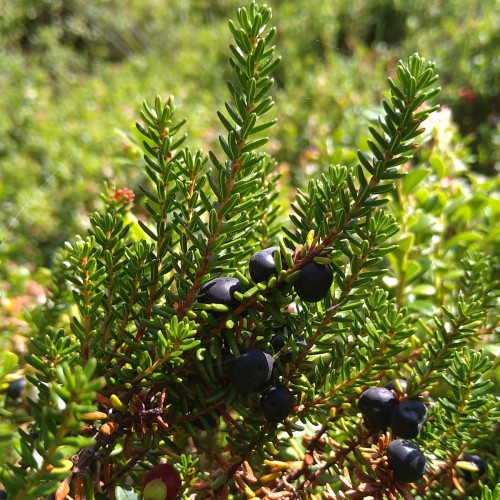 Revling / Sortebær - Empetrum nigrum