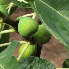 Figen Gustis® Twotimer - Ficus carica Gustis® Twotimer®