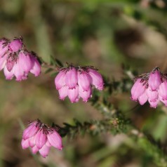 Klokkelyng - Erica tetralix
