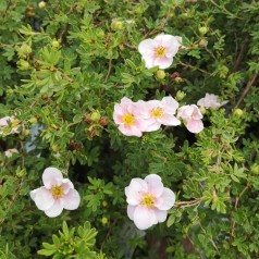 Buskpotentil Blink Princess Hækplanter Buske - Bundt med 5 stk. barrodsplanter - Potentilla fruticosa Blink Princess