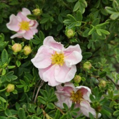 Buskpotentil Blink Princess Hækplanter Buske - Bundt med 5 stk. barrodsplanter - Potentilla fruticosa Blink Princess