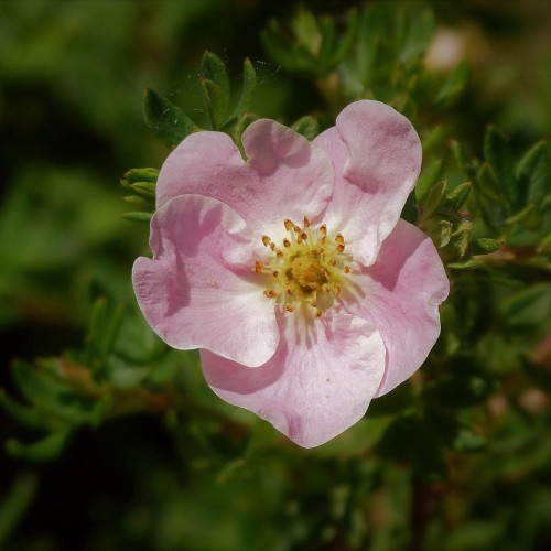 Buskpotentil Blink Princess Hækplanter Buske - Bundt med 5 stk. barrodsplanter - Potentilla fruticosa Blink Princess